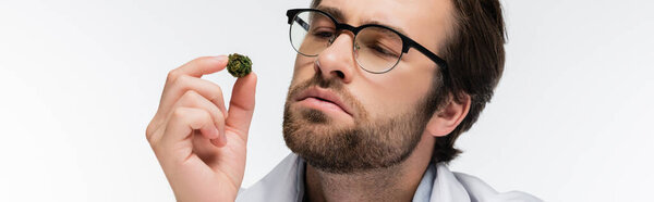 вдумчивый доктор глядя на сухой медицинской конопли изолированы на белом, баннер