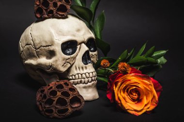 orange rose near spooky skull and dried lotus pods on black  clipart