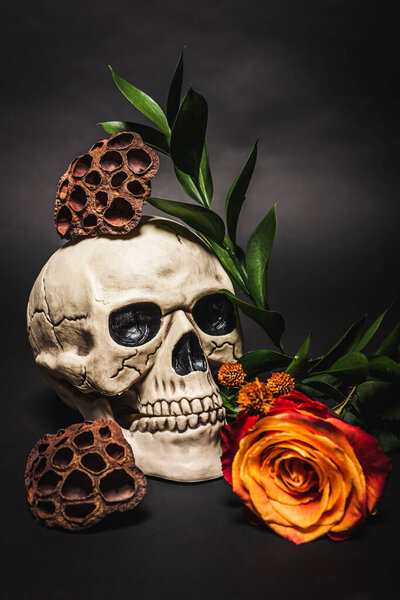 orange flower near spooky skull and dried lotus pods on black 