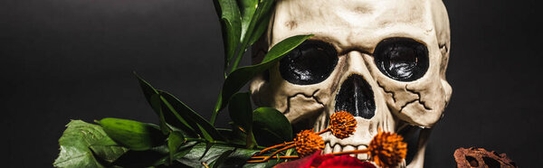 orange flower near creepy skull and dried lotus pod on black, banner