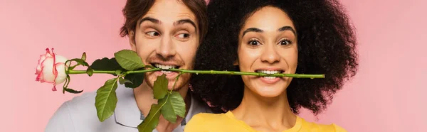 Cheerful Interracial Couple Holding Rose Teeth Isolated Pink Banner — Stock Photo, Image