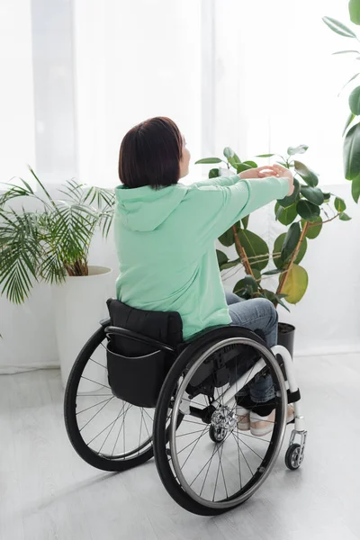 Rückenansicht einer brünetten Frau im Rollstuhl beim Aufwärmen in der Nähe von Pflanzen zu Hause — Stockfoto