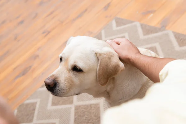 Teilansicht eines Mannes, der Labrador-Hund streichelt, verschwommener Vordergrund — Stockfoto