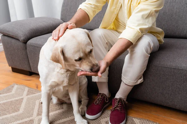 Teilansicht eines Mannes, der Labrador-Hund füttert und streichelt, während er auf der Couch sitzt — Stockfoto