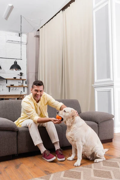 Glücklicher Mann schaut in Kamera, während er zu Hause mit Labrador-Hund spielt — Stockfoto
