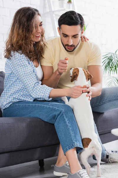 Musulmán hombre mirando jack russell perro cerca sonriendo novia - foto de stock