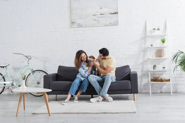 Alegre interracial pareja acariciando jack russell terrier en moderno salón — Stock Photo