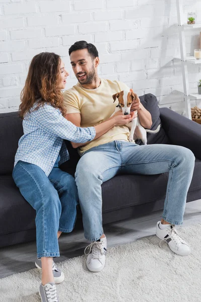 Sonriendo interracial pareja acariciando jack russell terrier en sala de estar - foto de stock