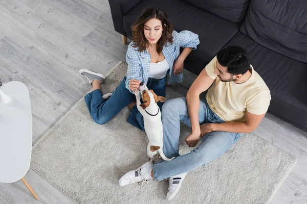 Vista superior do casal interracial e jack russell terrier na sala de estar — Fotografia de Stock