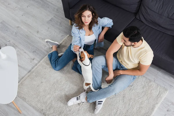 Vista dall'alto della coppia interrazziale e jack russell terrier in soggiorno — Foto stock