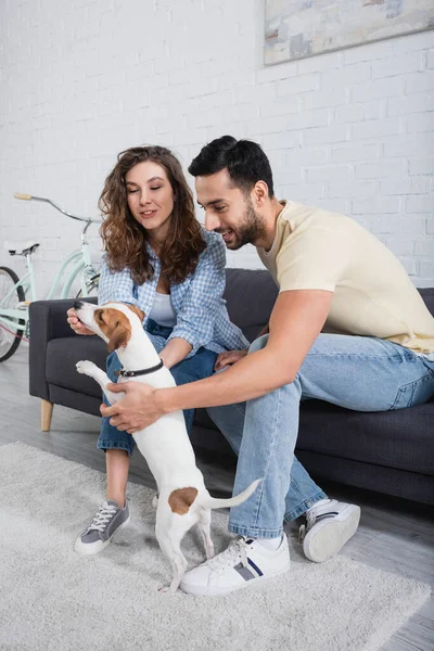 Glückliches gemischtrassiges Paar füttert Jack Russell Terrier im Wohnzimmer — Stockfoto