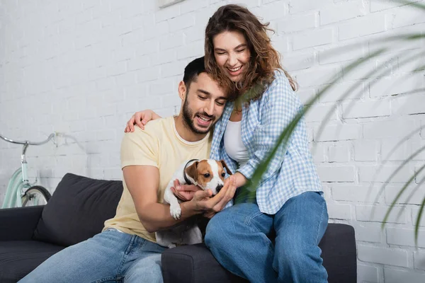 Pleased interracial couple cuddling jack russell terrier near plant on blurred foreground — Stock Photo