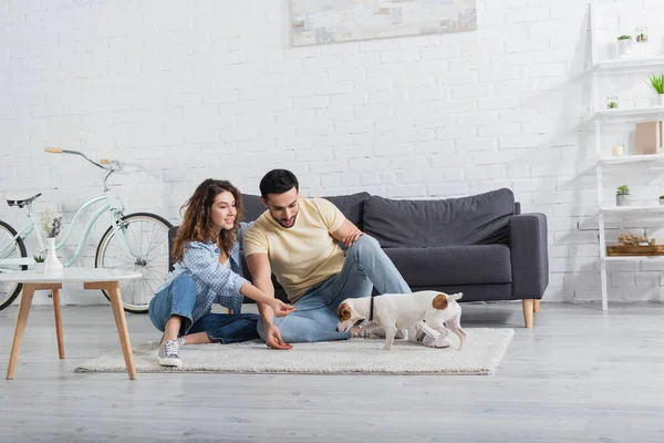 Alegre interracial casal sentado perto de jack russell terrier no moderno sala de estar — Fotografia de Stock