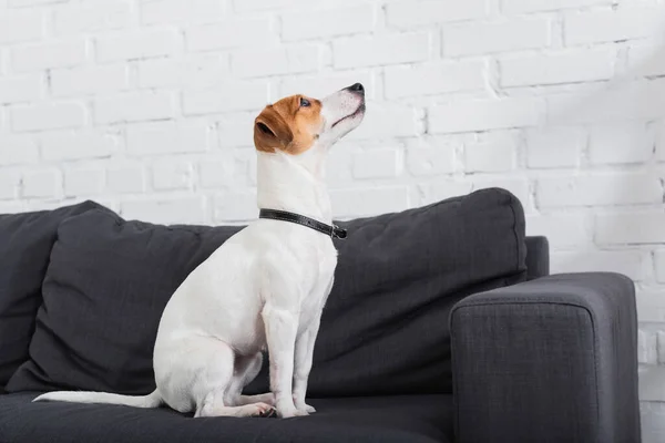 Jack russell terrier olhando para longe enquanto sentado no sofá — Fotografia de Stock
