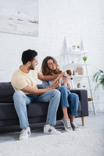 Alegre casal multiétnico petting jack russell terrier na sala de estar moderna — Fotografia de Stock