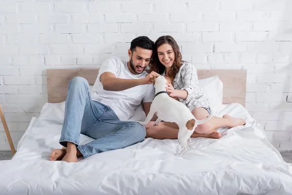 Feliz interracial casal petting jack russell terrier na cama — Fotografia de Stock