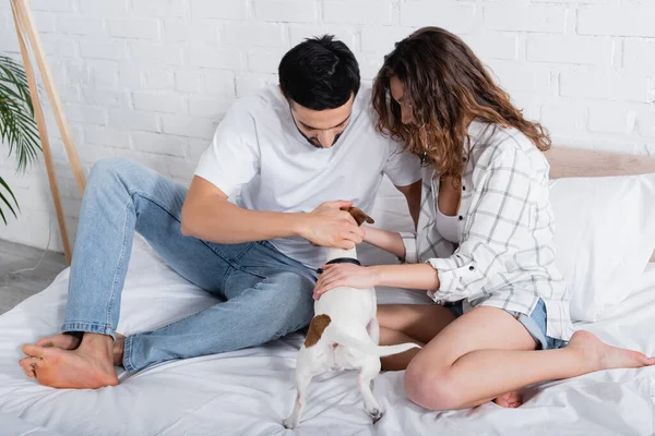 Interracial couple caressage jack russell terrier sur lit — Photo de stock