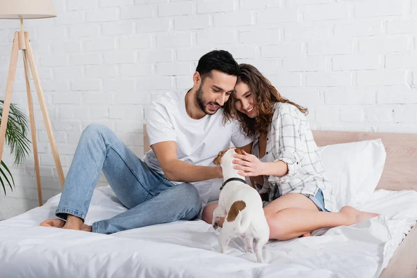 Happy interracial couple cuddling jack russell terrier in bed — Stock Photo