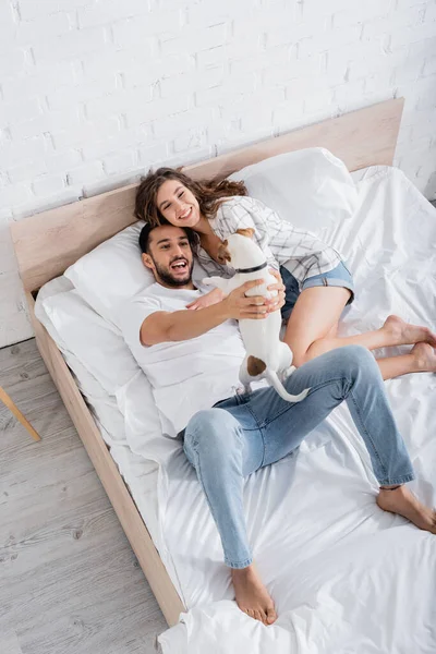 Top view of happy interracial couple cuddling jack russell terrier in bed — Stock Photo