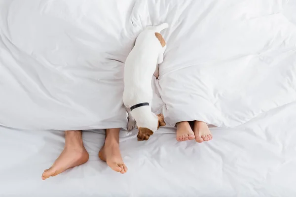Vista ritagliata della coppia a piedi nudi sotto coperta che giace vicino jack russell terrier sul letto — Foto stock