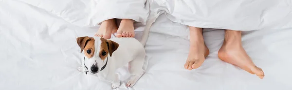 Top view of barefoot couple under blanket lying near jack russell terrier on bed, banner — Stock Photo