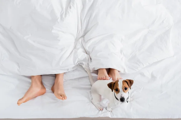 Vista ritagliata della coppia a piedi nudi sotto coperta che giace vicino jack russell terrier sul letto — Foto stock