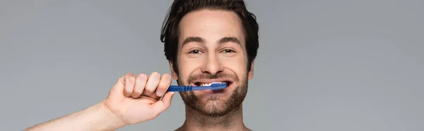 Happy and bearded man brushing teeth isolated on grey, banner — Stock Photo