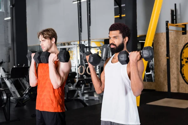 Barbudo afroamericano deportista haciendo ejercicio con pesas cerca de amigo en el gimnasio - foto de stock