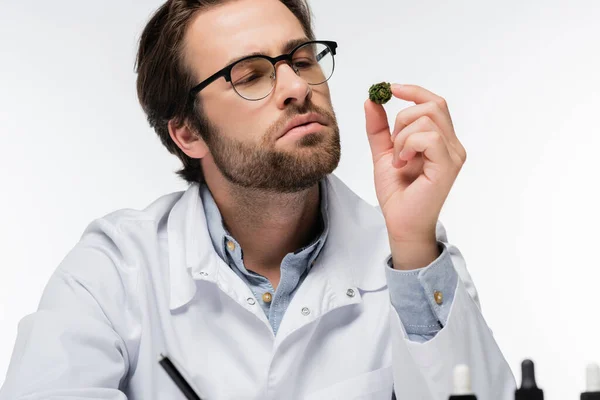 Doctor in eyeglasses looking at dry medical cannabis isolated on white — Stock Photo