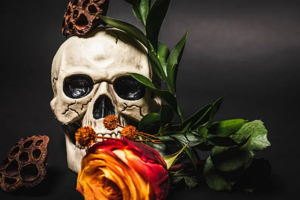 Flor naranja cerca del cráneo espeluznante y vainas de loto secas en negro - foto de stock