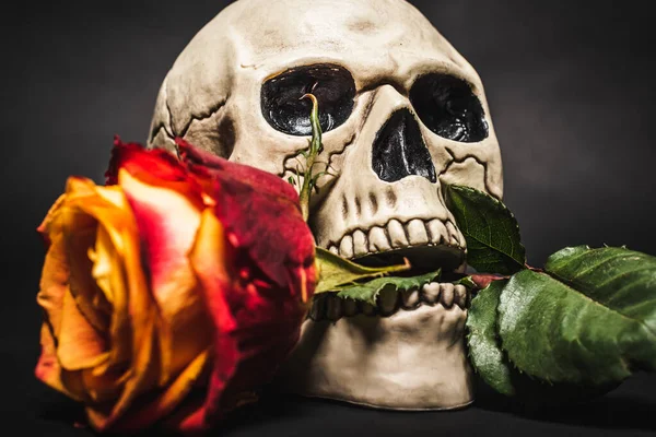 Close up of blurred rose in teeth of creepy skull on black — Stock Photo