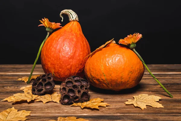 Flowers and autumnal leaves near pumpkins and dried lotus pods isolated on black — Stock Photo