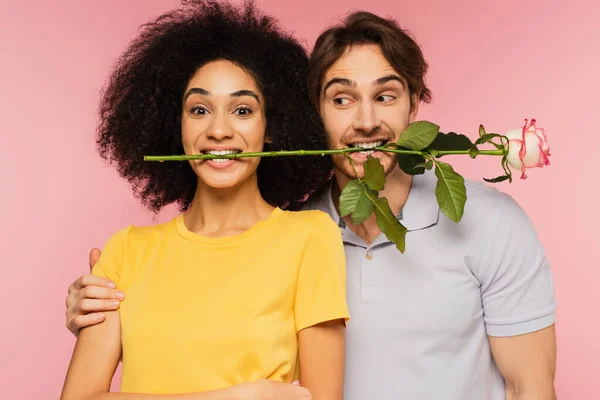 Freudiges interrassisches Paar, das Spaß hat, während es Rose in Zähnen isoliert auf rosa hält — Stockfoto
