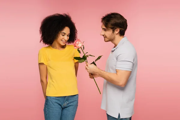 Hombre joven presentando rosa a mujer latina tímida y feliz aislado en rosa - foto de stock