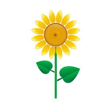 Beyaz arkaplanda izole edilmiş ayçiçeği.