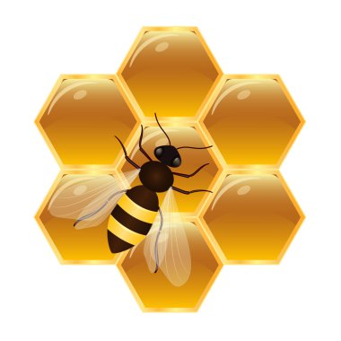 Honeycombs with honey and bee.