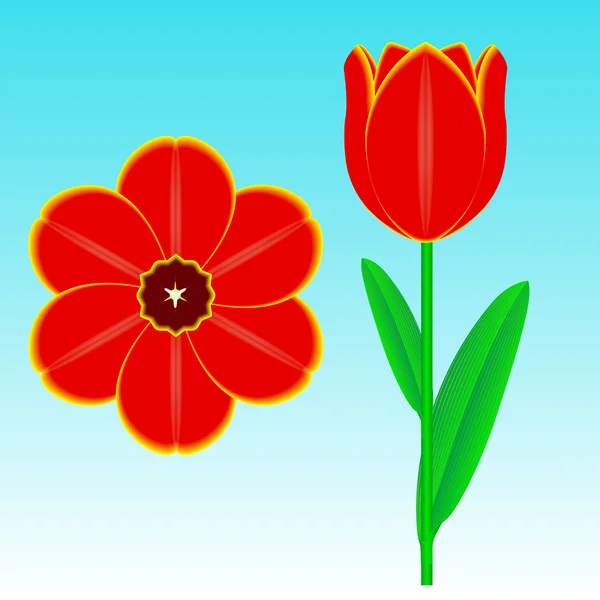 Tulipe — Image vectorielle