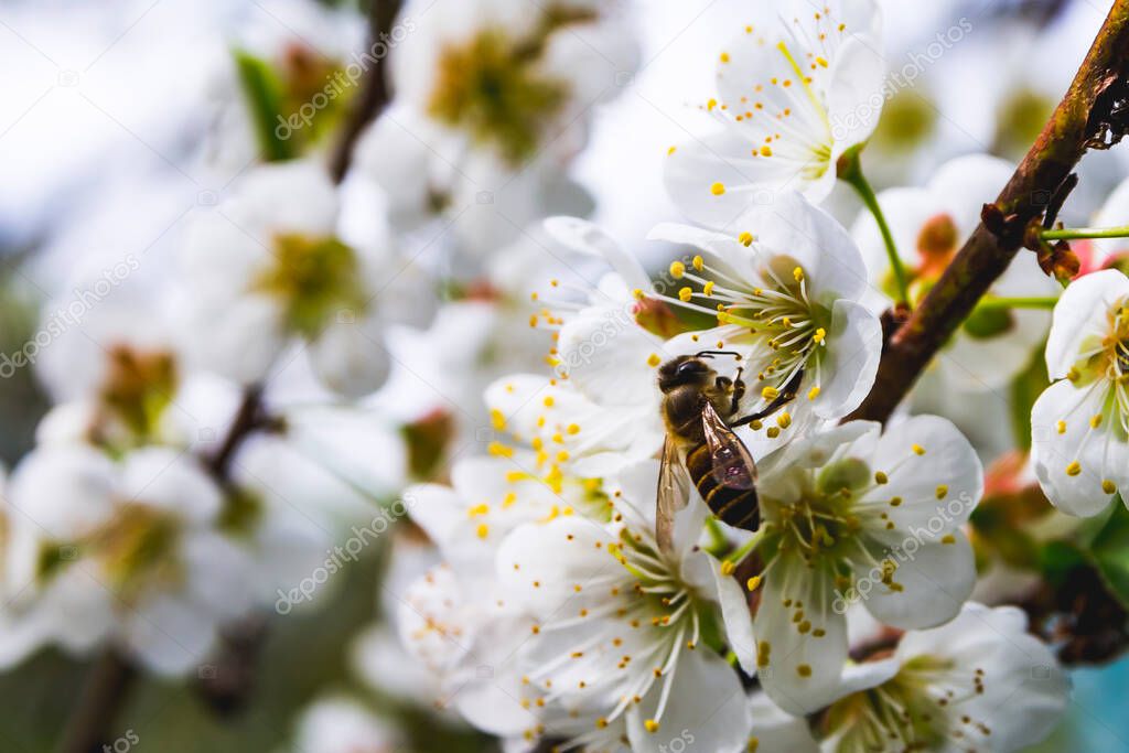 Photo of a Bee sucking apricot nectar blooming in spring