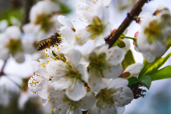 Foto Einer Biene Die Aprikosennektar Saugt Der Frühling Blüht — Stockfoto
