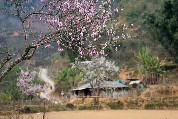 Uma Grande Árvore Uma Floresta — Fotografia de Stock