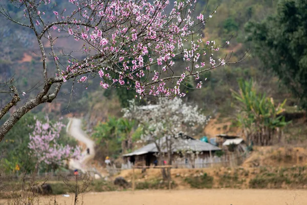 Uma Grande Árvore Uma Floresta — Fotografia de Stock