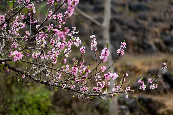 Pink Flower Plant — Stock Photo, Image