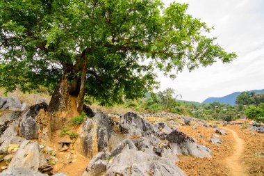 Fotoğraf: Tua Chua Taş Platosu, Tua Chua Bölgesi, Dien Bien Eyaleti, Vietnam