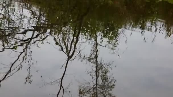 Rio, floresta — Vídeo de Stock