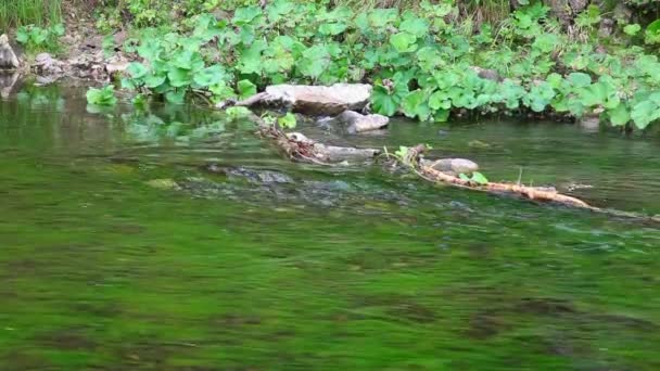 Řeka, lesní — Stock video