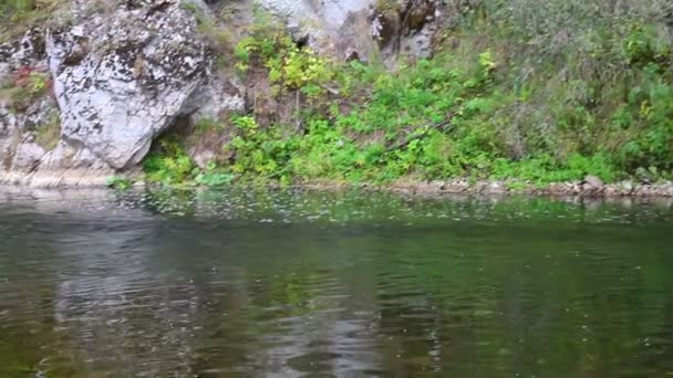 Río, bosque — Vídeo de stock