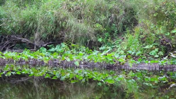 Río, bosque — Vídeos de Stock