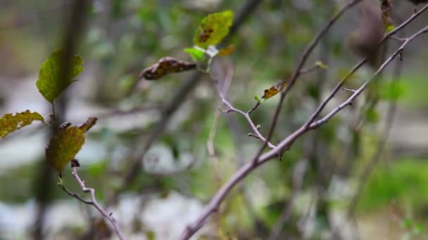 Río, bosque — Vídeos de Stock