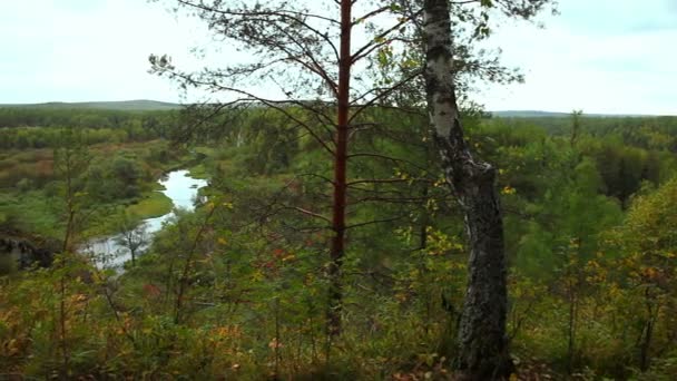 Река, лес — стоковое видео