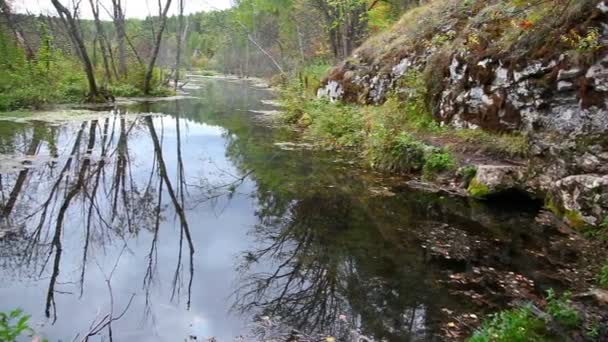 Río, bosque — Vídeo de stock